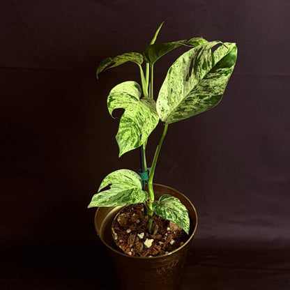 Epipremnum Pinnatum Marble Variegated