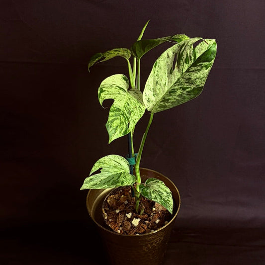 Epipremnum Pinnatum Marble Variegated