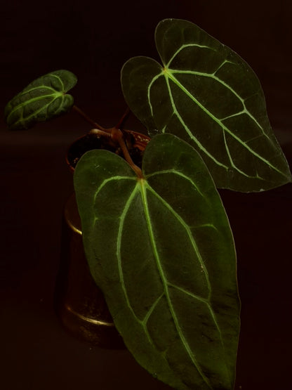 Anthurium Carlablackiae OG x RA