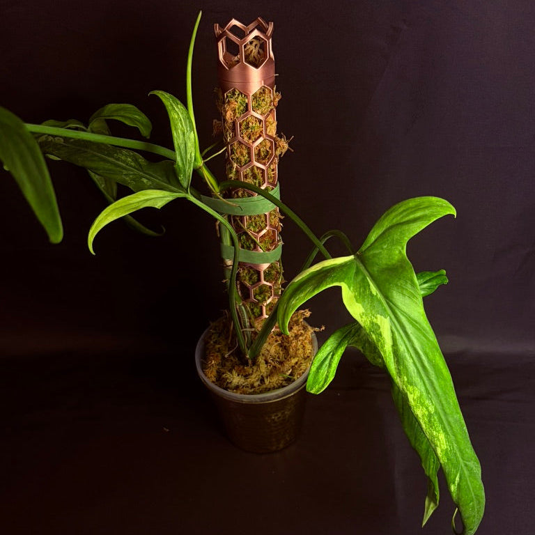 Philodendron Holtonianum Variegated