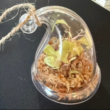 Ornament Propagation/Tissue Culture Kit