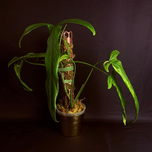 Philodendron Holtonianum Variegated