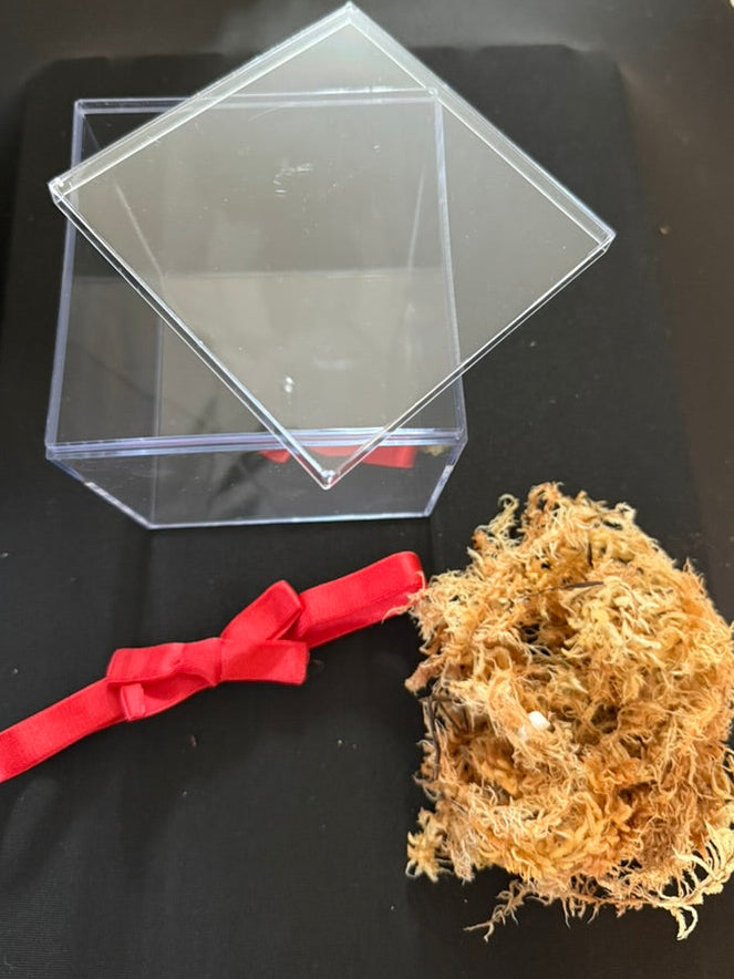 Present Propagation/Tissue Culture Kit