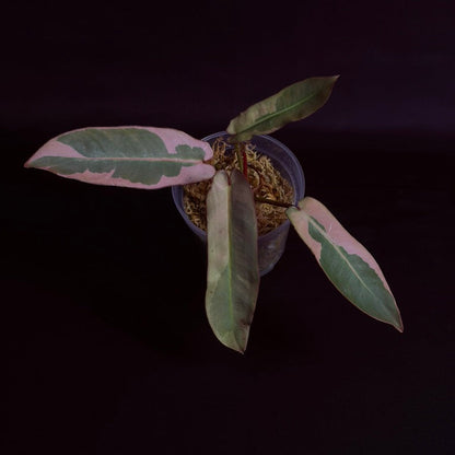 Philodendron Atabapoense Pink Variegated