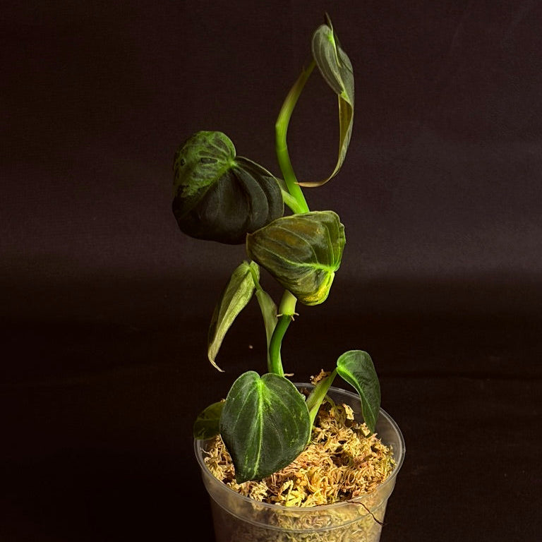 Philodendron Melanochrysum Orange Variegated