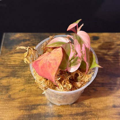 Philodendron Micans Variegated - 3" Grower Choice