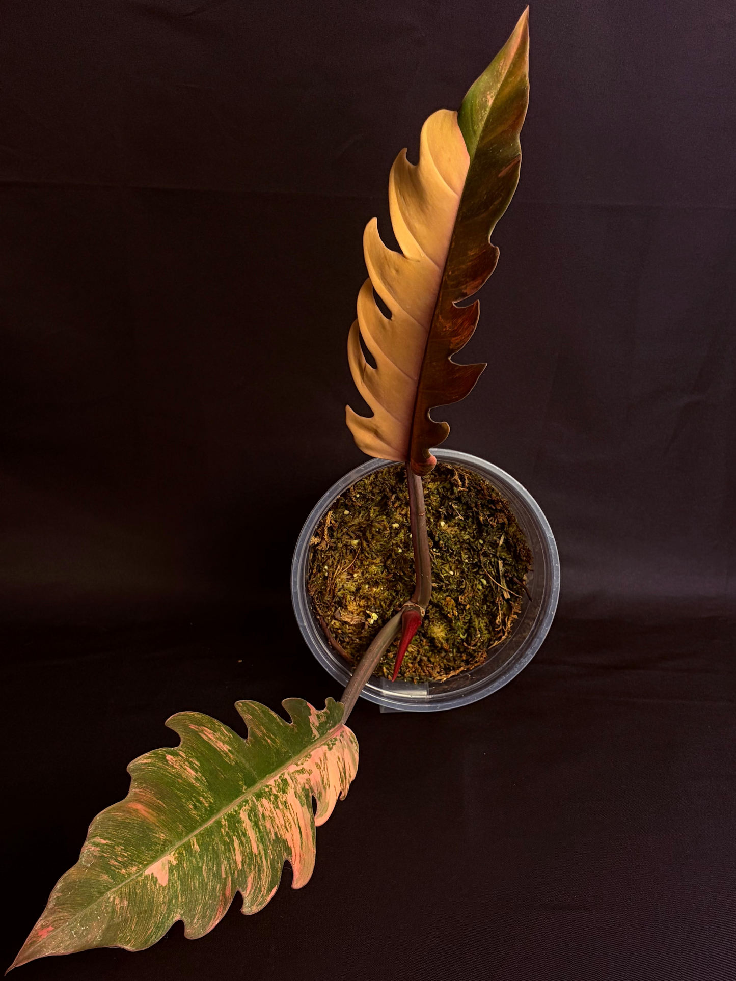 Philodendron Caramel Marble