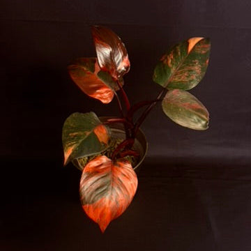 Philodendron Fire Princess