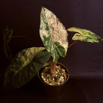 Alocasia Yucatan Princess Variegated