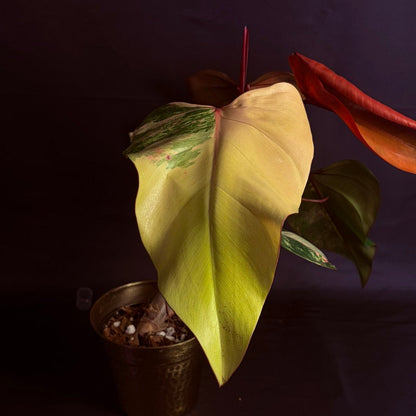 Philodendron Strawberry Shake