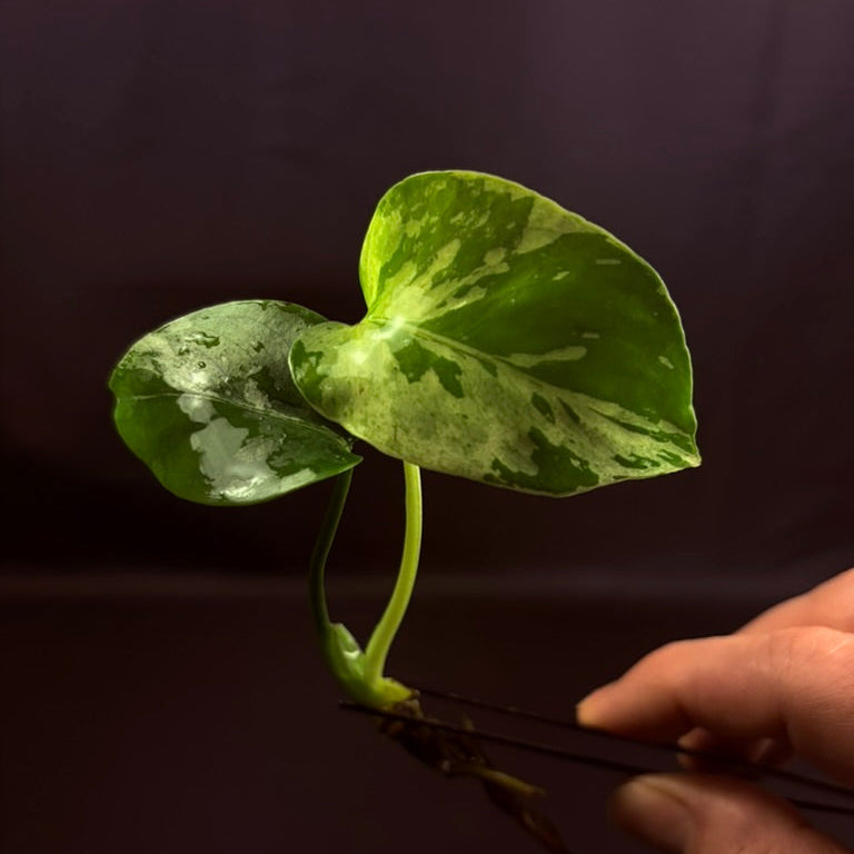 Monstera Deliciosa Bulbasaur Premium - Growers Choice