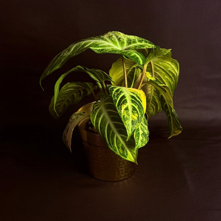 Phyllotaenium Lindenii Variegated (Previously 'Xanthosoma Lindenii')