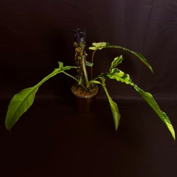 Philodendron Joepii Variegated