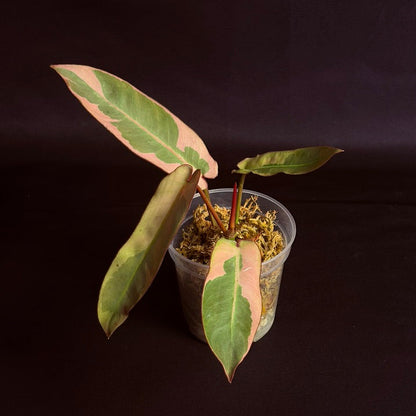 Philodendron Atabapoense Pink Variegated