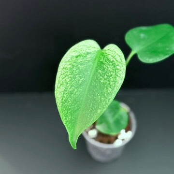 Monstera Devil Monster - 3" Grower Choice