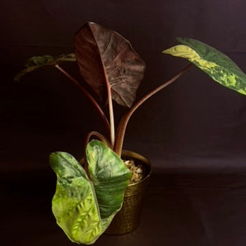 Alocasia Yucatan Princess Variegated