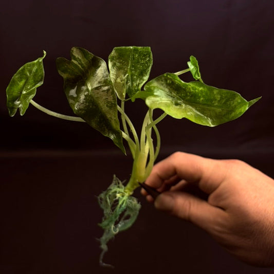 Alocasia Sanderiana Pink - Growers Choice