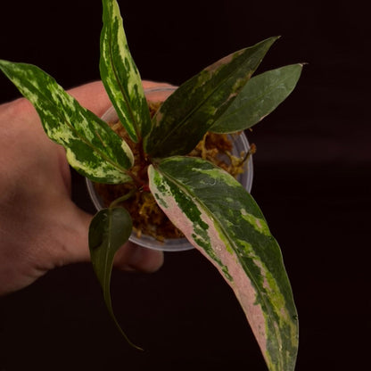 Anthurium Hookerii Variegated