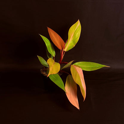 Philodendron Persimmon Princess