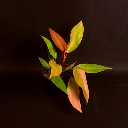 Philodendron Persimmon Princess