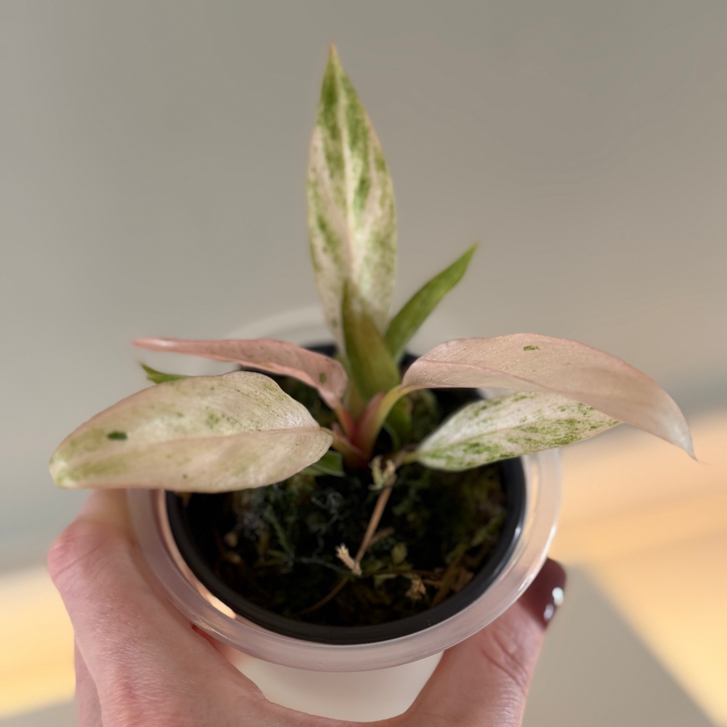 Philodendron Strawberry Carmel Marble - 3" Grower Choice