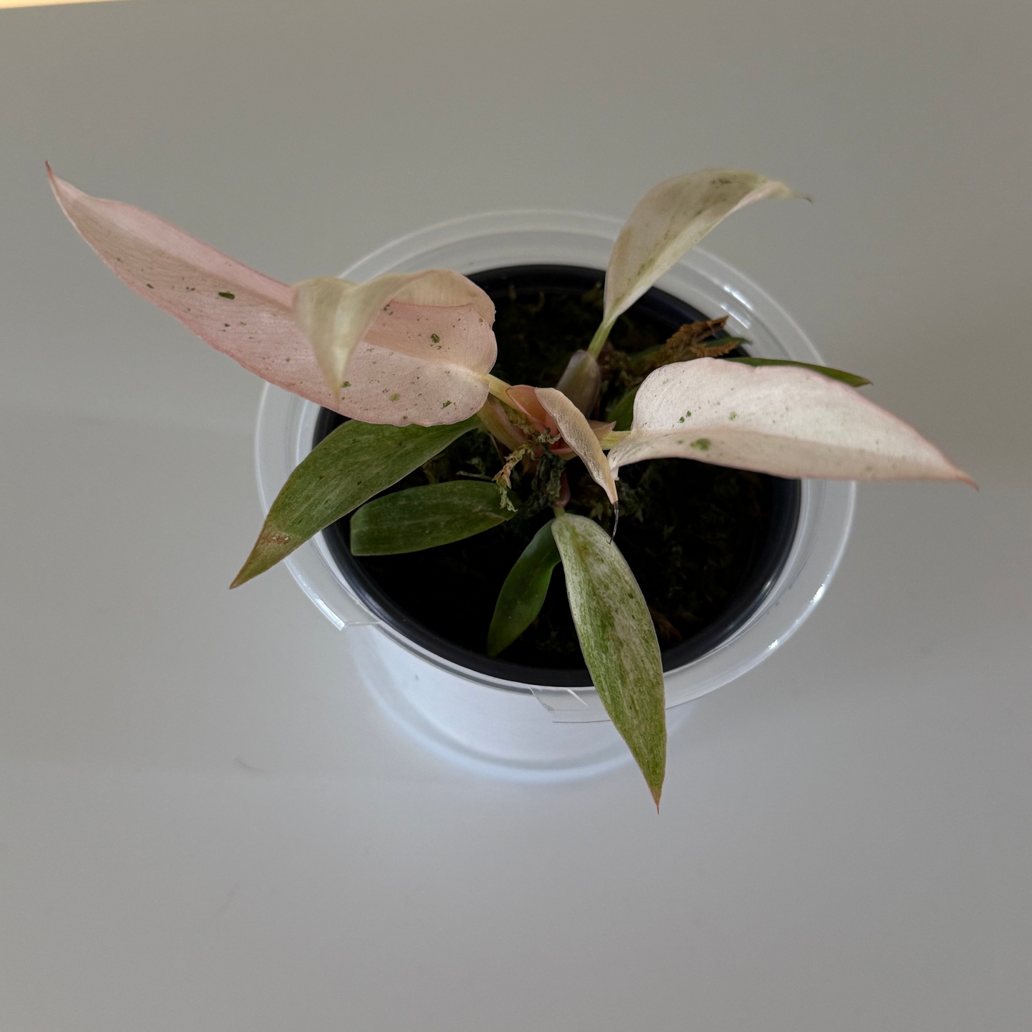 Philodendron Strawberry Carmel Marble - 3" Grower Choice
