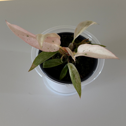 Philodendron Strawberry Carmel Marble - 3" Grower Choice