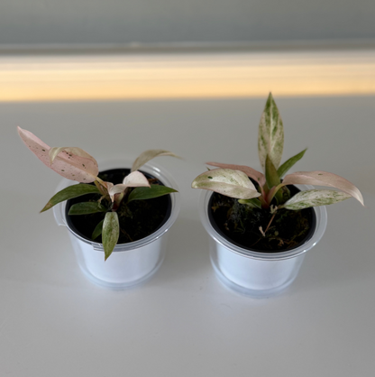 Philodendron Strawberry Carmel Marble - 3" Grower Choice