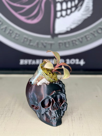 2.5" Skull Planter